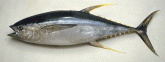 Yellow Fin 